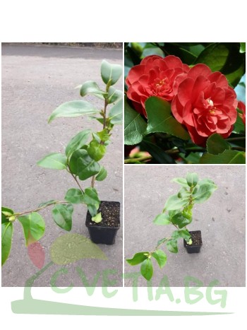 Камелия Camellia Lady Campbell